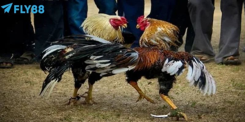 Sảnh Đá Gà Aog: Theo Dõi Gà Hay, Mở Cược Dễ, Nhận Thưởng Lớn